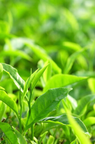 Herb To Know: Tea